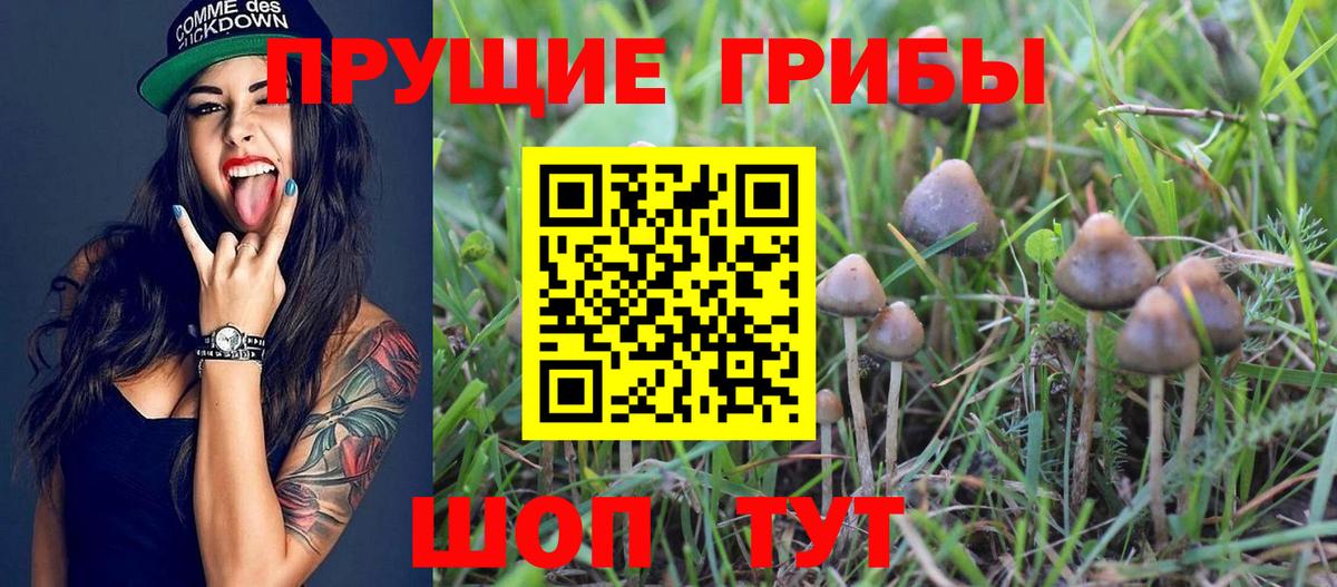 Псилоцибиновые грибы прущие грибы Норильск